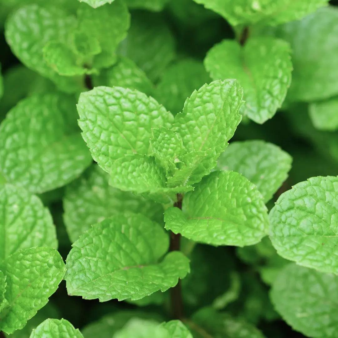 Mint leaves